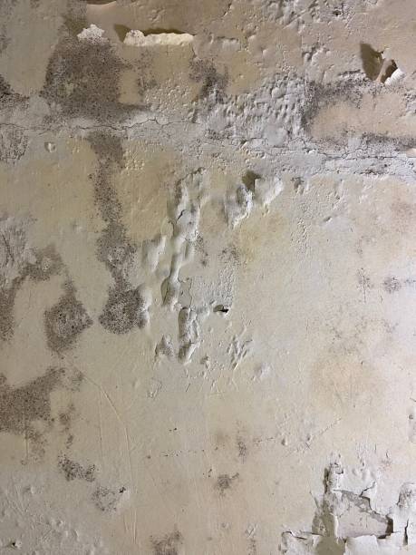 Best Residential Mold Removal  in Kincaid, IL