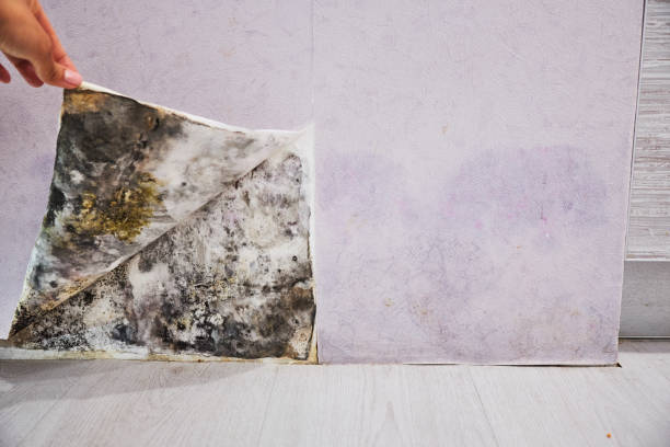 Best Fast Mold Removal  in Kincaid, IL